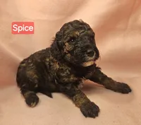 4 Spice, a female Poodle - Miniature  for sale in Whitewater, WI – 3 of 7
