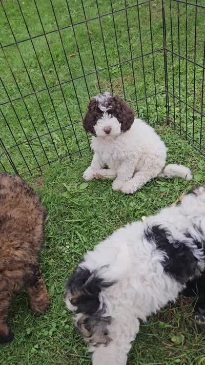 Oreo potty and leash training, a female Poodle - Miniature  for sale in Whitewater, WI – 9 of 9