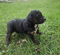  Bella, Moyen, a female Poodle - Miniature  for sale in Whitewater, WI – 3 of 8