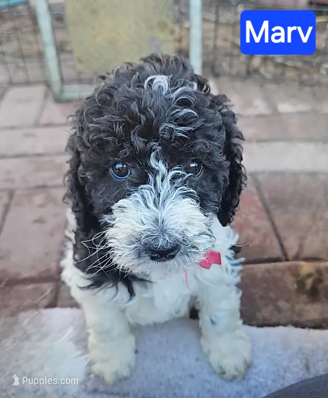 Marv – Poodle - Miniature  puppy for sale in Whitewater, WI