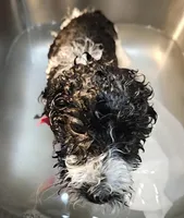 Kate, Moyen, a female Poodle - Miniature  for sale in Whitewater, WI – Photo 9 of 9