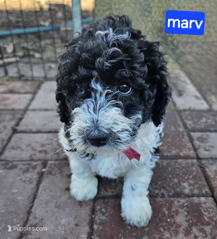 Marv, Moyen, a female Poodle - Miniature  for sale in Whitewater, WI – Photo 1 of 7