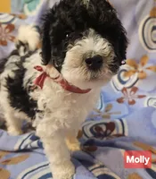 Molly, Moyen, a female Poodle - Miniature  for sale in Whitewater, WI – Photo 3 of 10