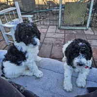 Molly, Moyen, a female Poodle - Miniature  for sale in Whitewater, WI – Photo 8 of 10