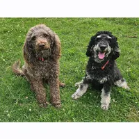 Marv, Moyen, a female Poodle - Miniature  for sale in Whitewater, WI – Photo 2 of 7
