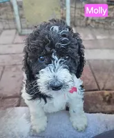 Molly, Moyen, a female Poodle - Miniature  for sale in Whitewater, WI – Photo 1 of 10