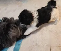 Kate, Moyen, a female Poodle - Miniature  for sale in Whitewater, WI – Photo 8 of 9