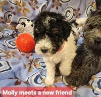 Molly, Moyen, a female Poodle - Miniature  for sale in Whitewater, WI – Photo 4 of 10