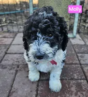 Molly, Moyen, a female Poodle - Miniature  for sale in Whitewater, WI – Photo 2 of 10