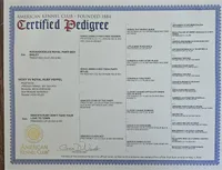 Marv, Moyen, a female Poodle - Miniature  for sale in Whitewater, WI – Photo 4 of 7