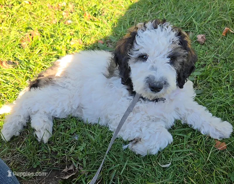 Oreo, potty, leash, recall and behavior training – Poodle - Miniature  puppy for sale in Whitewater, WI
