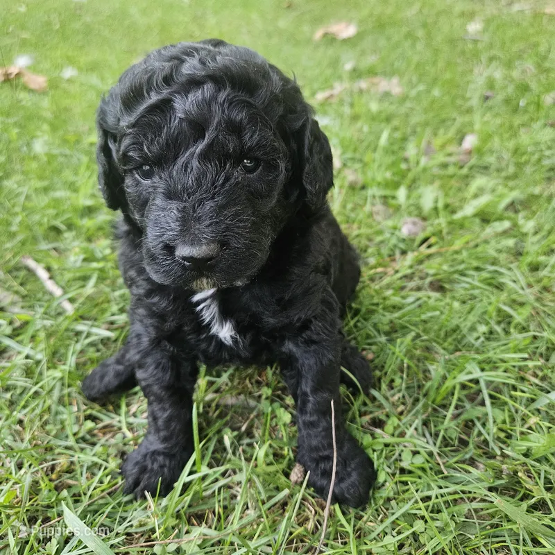 Mia Moyen – Poodle - Miniature  puppy for sale in Whitewater, WI