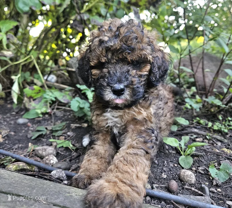 Spice Miniature  – Poodle - Miniature  puppy for sale in Whitewater, WI