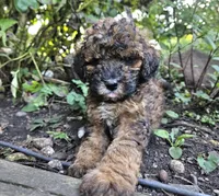 Carie Miniature , a female Poodle - Miniature  for sale in Whitewater, WI – 1 of 9