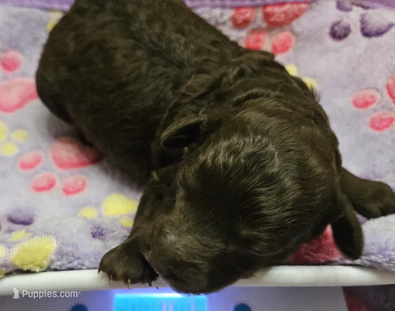 Happy Birthday Bella, Moyen – Poodle - Miniature  puppy for sale in Whitewater, WI