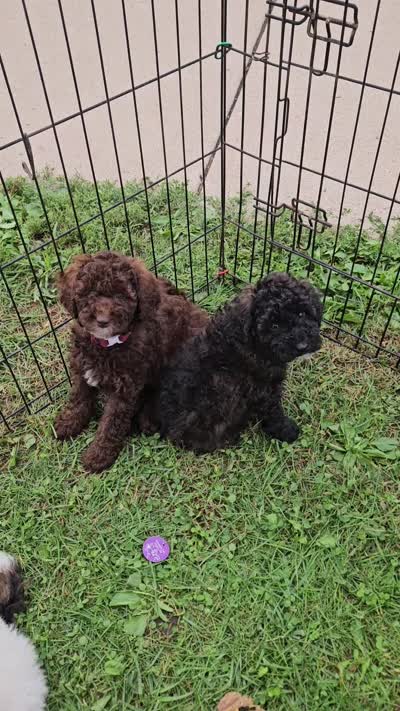 Carie Miniature , a female Poodle - Miniature  for sale in Whitewater, WI – 9 of 9