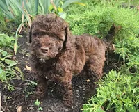 Lilly, Moyen, a female Poodle - Miniature  for sale in Whitewater, WI – 2 of 8