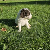 Nora Moyen, a female Poodle - Miniature  for sale in Whitewater, WI – 4 of 9