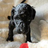 Baby, a female Poodle - Miniature  for sale in Whitewater, WI – 6 of 6