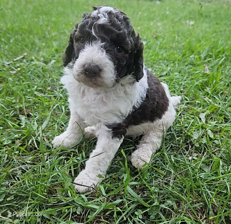 Kelly Moyen – Poodle - Miniature  puppy for sale in Whitewater, WI