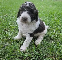Kelly Moyen, a female Poodle - Miniature  for sale in Whitewater, WI – 1 of 9