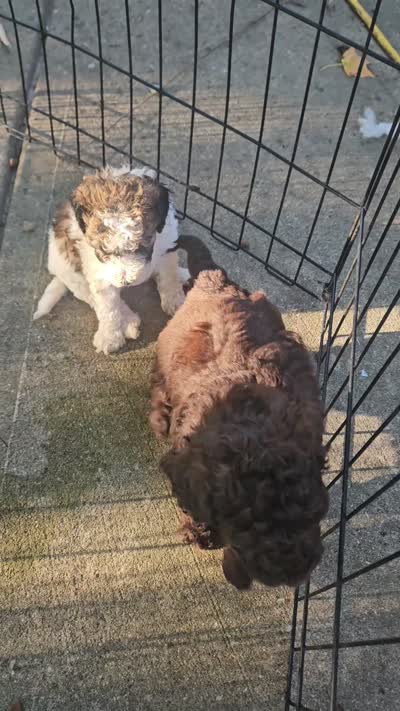 April is Potty, leash, recall and behavior training, a female Poodle - Miniature  for sale in Whitewater, WI – 9 of 10