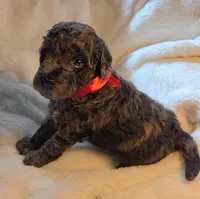 Liam , a male Poodle - Miniature  for sale in Whitewater, WI – 4 of 5