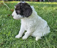 Nora Moyen, a female Poodle - Miniature  for sale in Whitewater, WI – 3 of 9