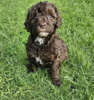Lilly, Moyen, a female Poodle - Miniature  for sale in Whitewater, WI – 5 of 8