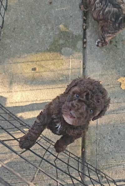 Lilly, Moyen, a female Poodle - Miniature  for sale in Whitewater, WI – 8 of 8