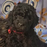 Cole, genic tested, a male Poodle - Miniature  for sale in Whitewater, WI – Photo 3 of 10