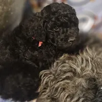 Cole, genic tested, a male Poodle - Miniature  for sale in Whitewater, WI – Photo 4 of 10