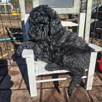 Cole, genic tested, a male Poodle - Miniature  for sale in Whitewater, WI – Photo 2 of 10