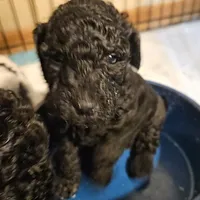 Cole, genic tested, a male Poodle - Miniature  for sale in Whitewater, WI – Photo 6 of 10