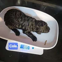 Cole, genic tested, a male Poodle - Miniature  for sale in Whitewater, WI – Photo 10 of 10