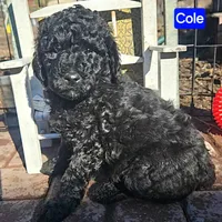 Cole, genic tested, a male Poodle - Miniature  for sale in Whitewater, WI – Photo 1 of 10