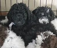 Cole, in training, a male Poodle - Miniature  for sale in Whitewater, WI – Photo 3 of 8