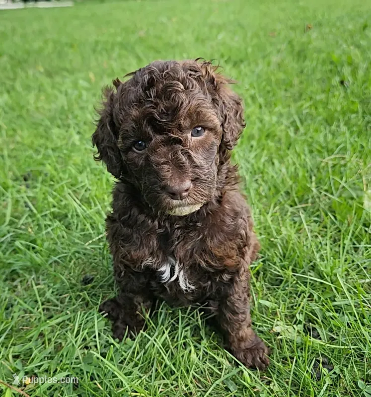 Lola, Moyen – Poodle - Miniature  puppy for sale in Whitewater, WI