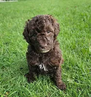 Lilly, Moyen, a female Poodle - Miniature  for sale in Whitewater, WI – 1 of 8