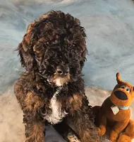 Sable, a male Poodle - Miniature  for sale in Whitewater, WI – Photo 2 of 6