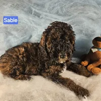 Sable, a male Poodle - Miniature  for sale in Whitewater, WI – Photo 6 of 6
