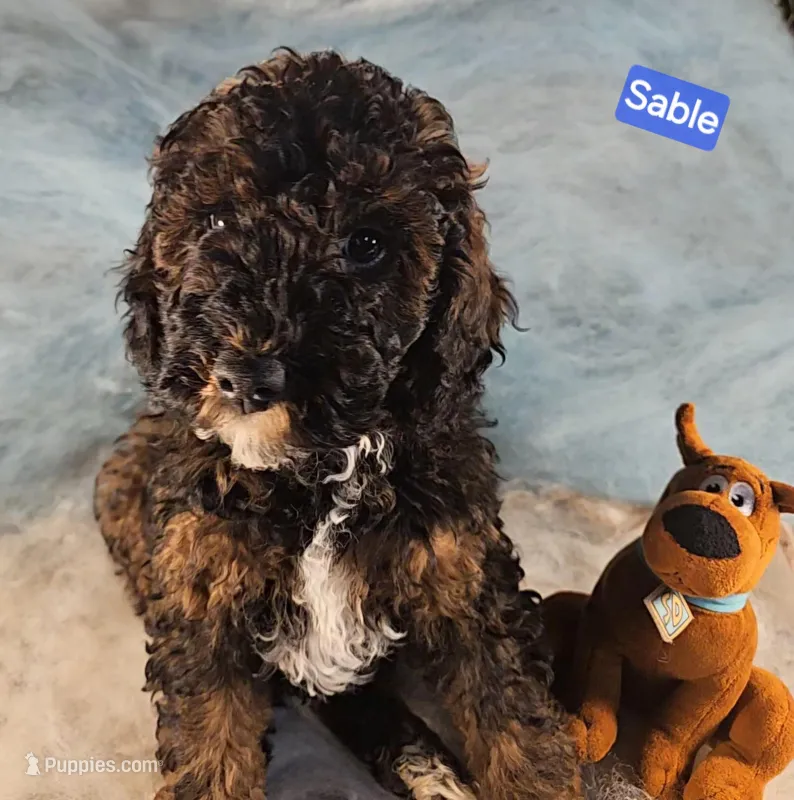 Sable – Poodle - Miniature  puppy for sale in Whitewater, WI