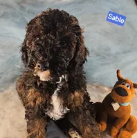 Sable, a male Poodle - Miniature  for sale in Whitewater, WI – Photo 1 of 6