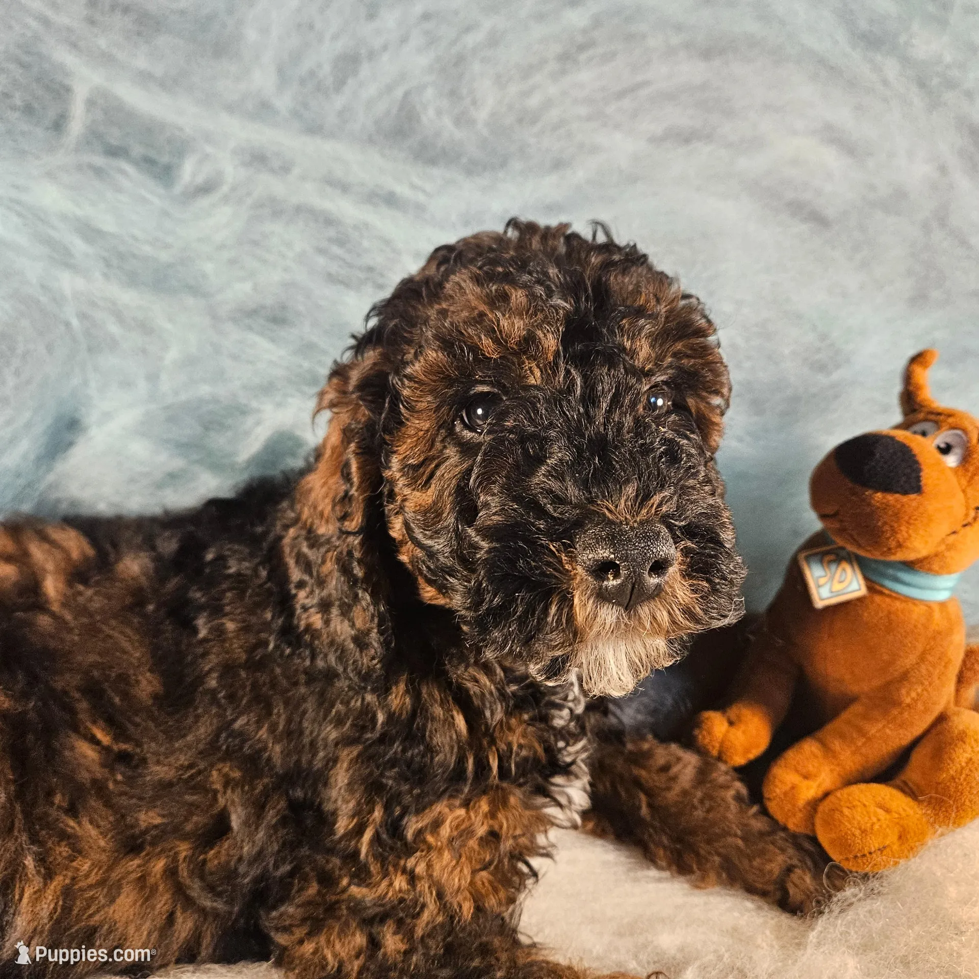 Sable, in training, a male Poodle - Miniature  for sale in Whitewater, WI – Photo 1 of 9