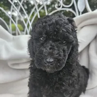 Felix Moyen, a male Poodle - Miniature  for sale in Whitewater, WI – 2 of 9