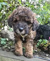 Carie Miniature , a female Poodle - Miniature  for sale in Whitewater, WI – 2 of 9