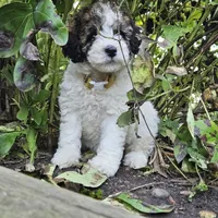 April is Potty, leash, recall and behavior training, a female Poodle - Miniature  for sale in Whitewater, WI – 3 of 10