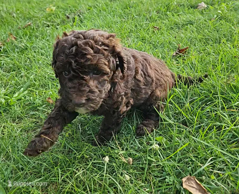 Leo, Moyen – Poodle - Miniature  puppy for sale in Whitewater, WI
