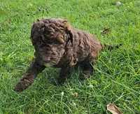 Leo, Moyen, a female Poodle - Miniature  for sale in Whitewater, WI – 1 of 3