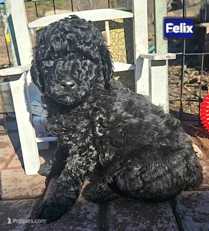 Felix Moyen – Poodle - Miniature  puppy for sale in Whitewater, WI